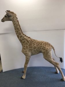 Lot 327 Baby giraffe i