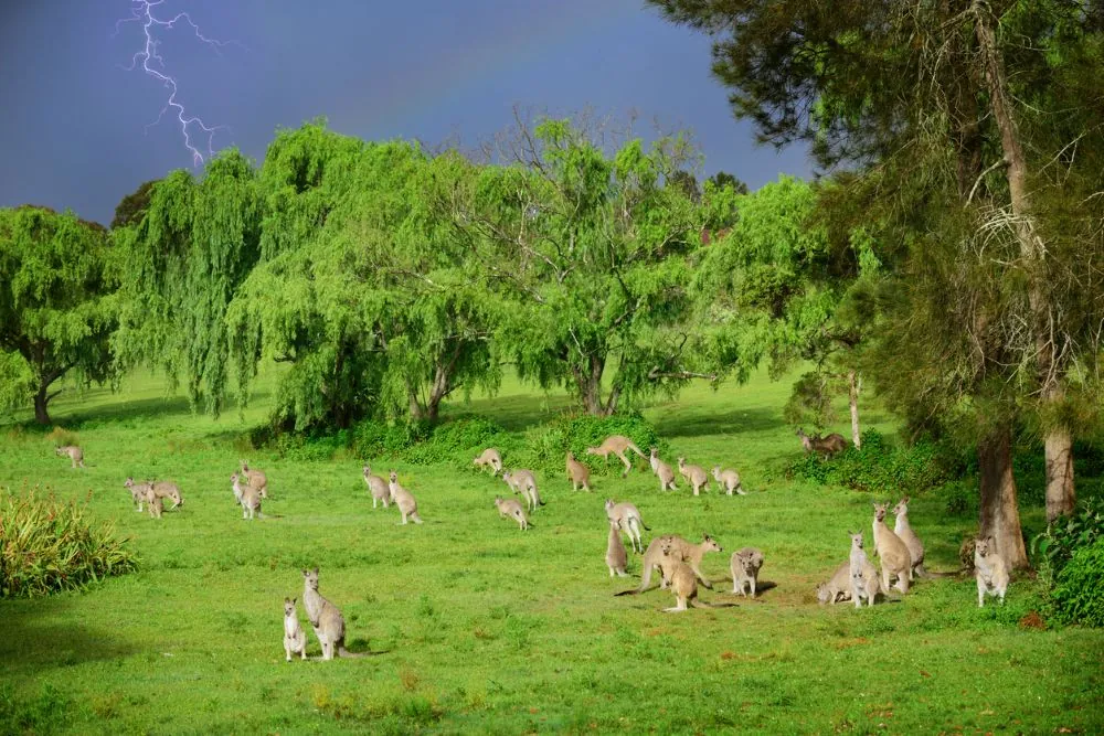 kangaroos