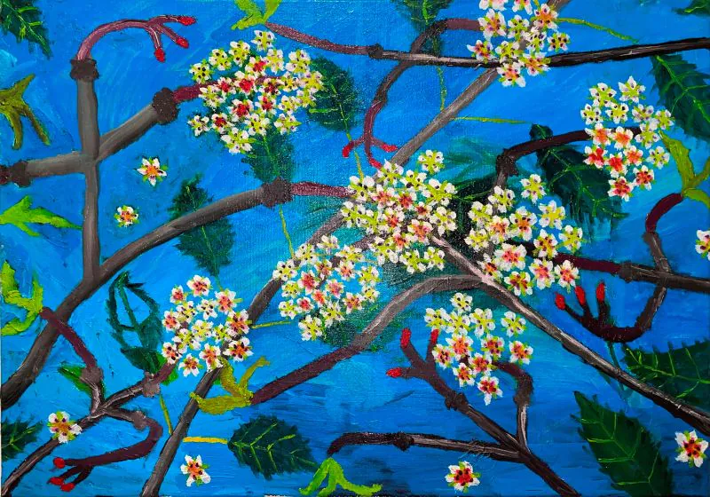 Prunus X yedoensis 04