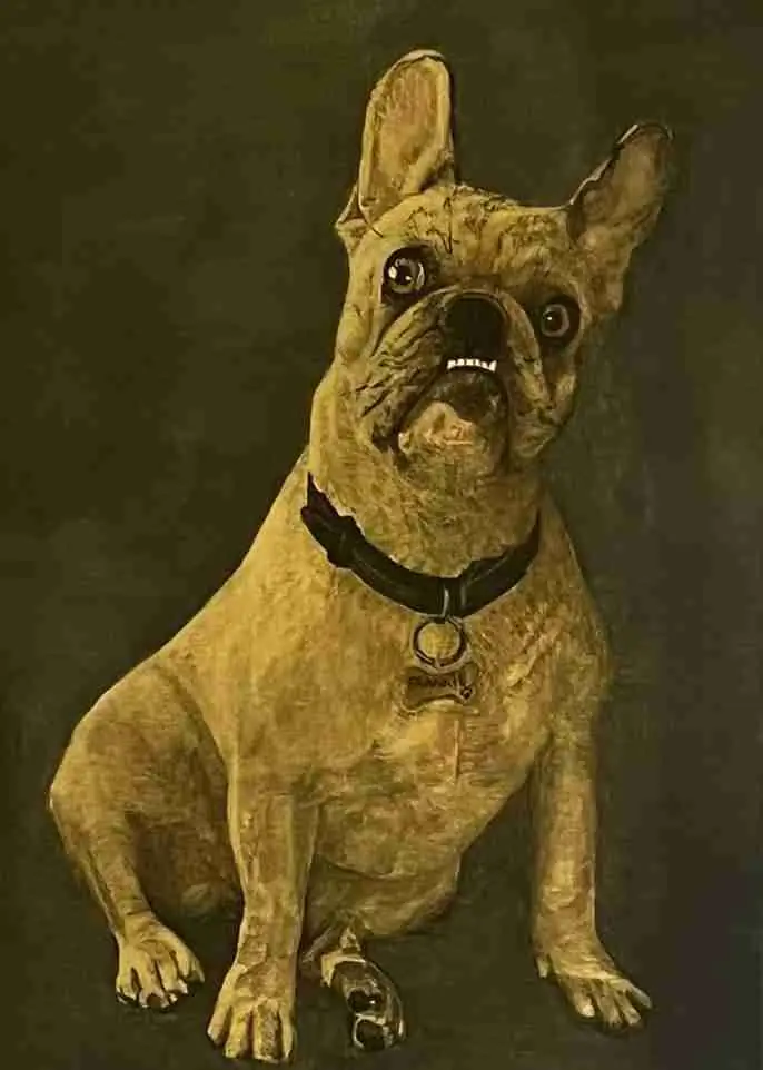Frankie the Frenchie